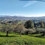 Le Picarante